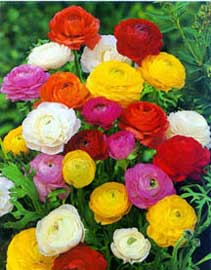ranunculus-asiaticus-2.jpg