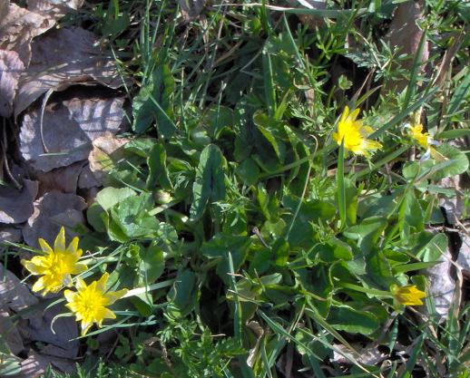 Ranunculus.JPG