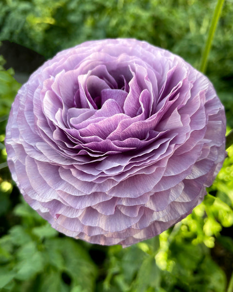 ranunculus-malva-0_grande.jpg