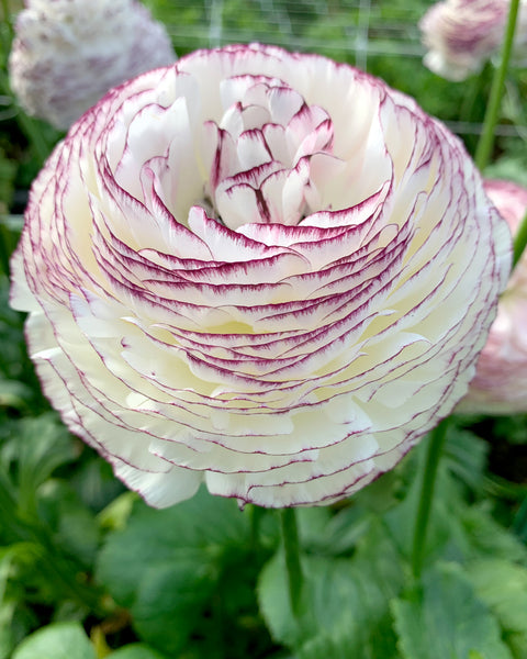 ranunculus-striato-bianco-00_grande.jpg