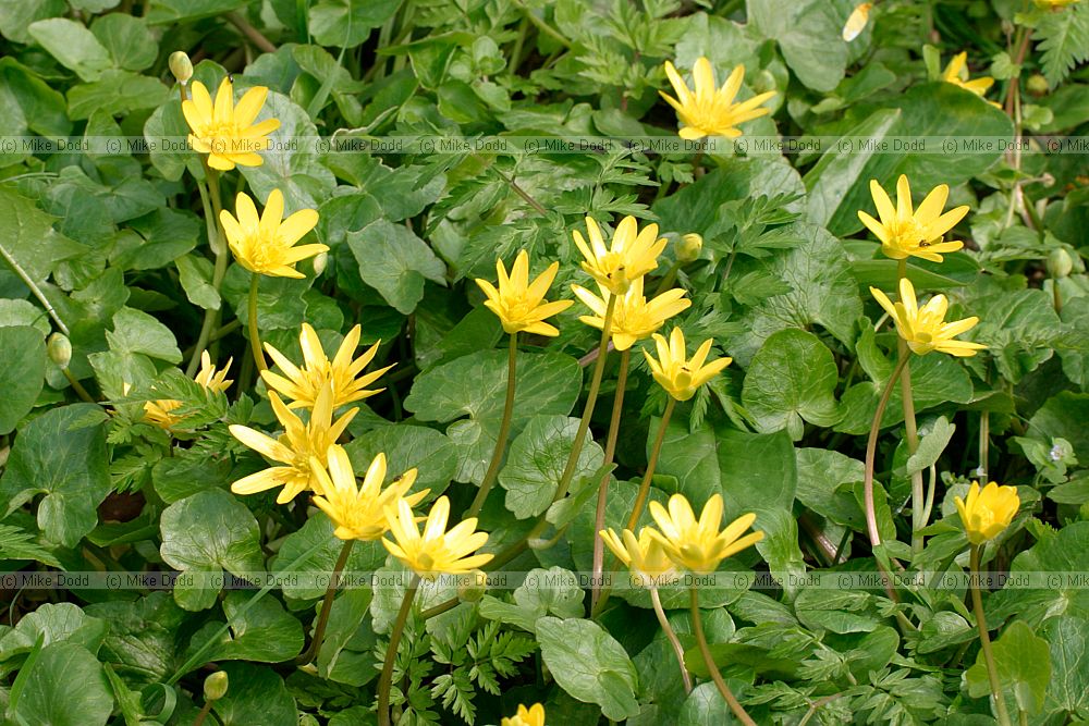 ranunculus_ficaria2781_std.jpg