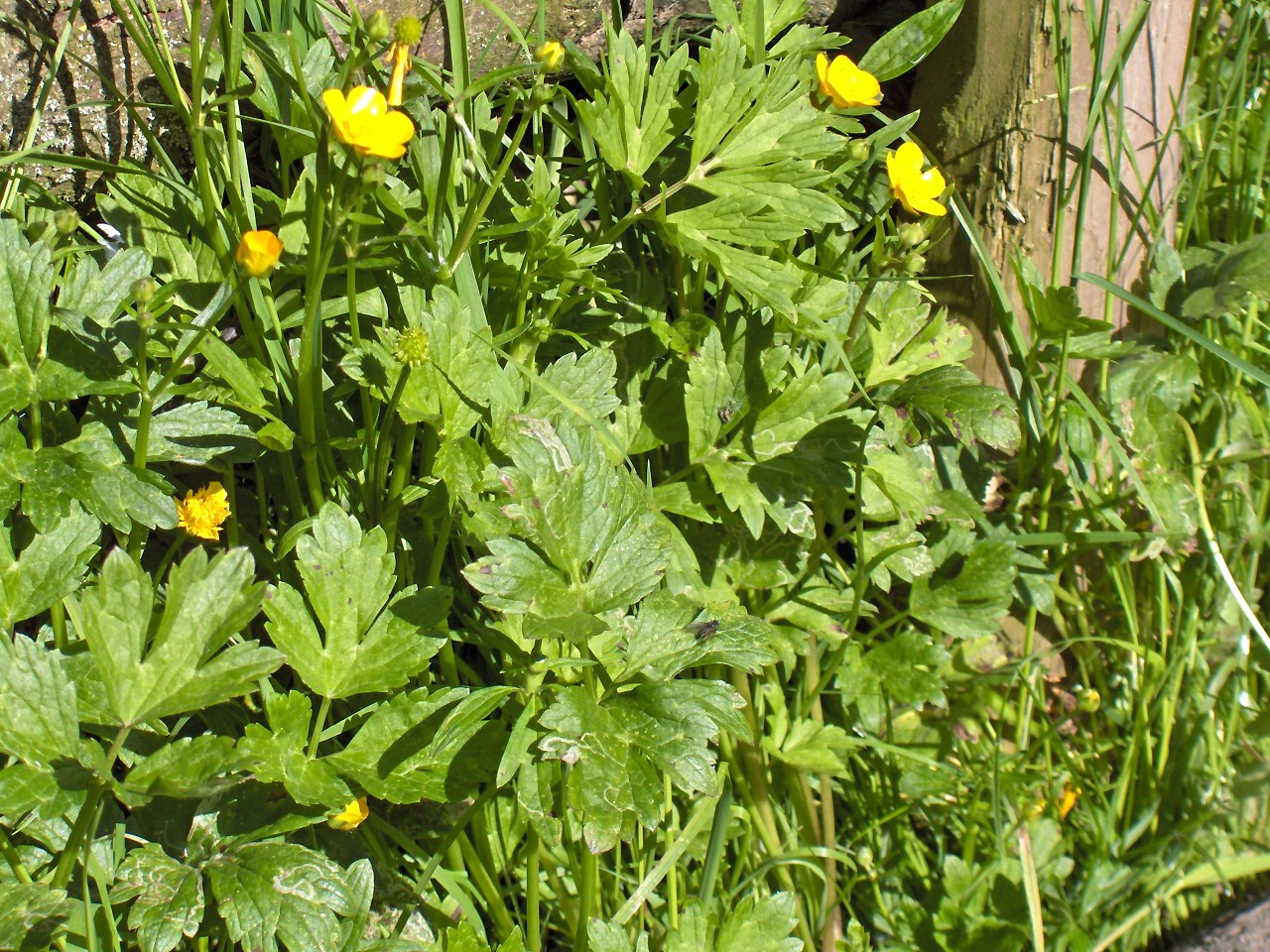 Ranunculus_repens(02).jpg