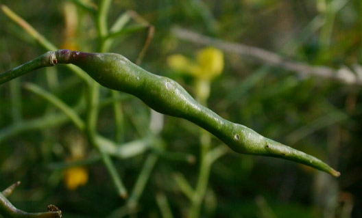 raphanus-raphanistrum-2.jpg
