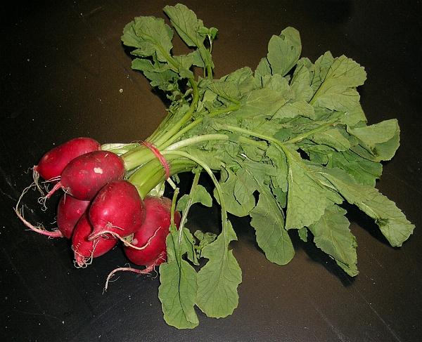 raphanus-sativus.jpg
