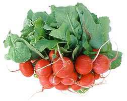 raphanus-sativus-rabanitos.jpg
