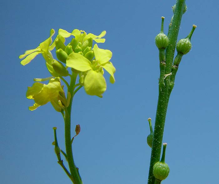 Rapistrum-rugosum-rug-1.jpg