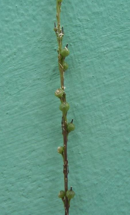 rapistrum_rugosum_1.jpg
