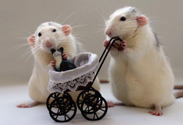 ratitas-padres.jpg