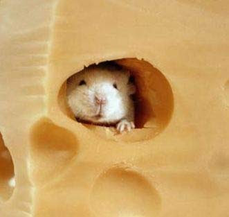 ratoncito_resguardado_www_Humor12_com.jpg