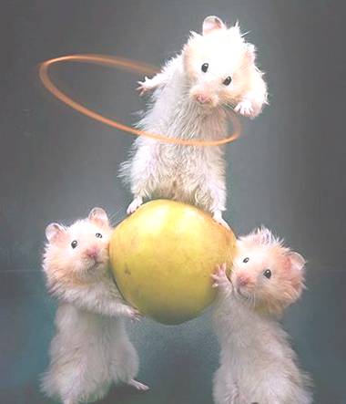 ratones.jpg