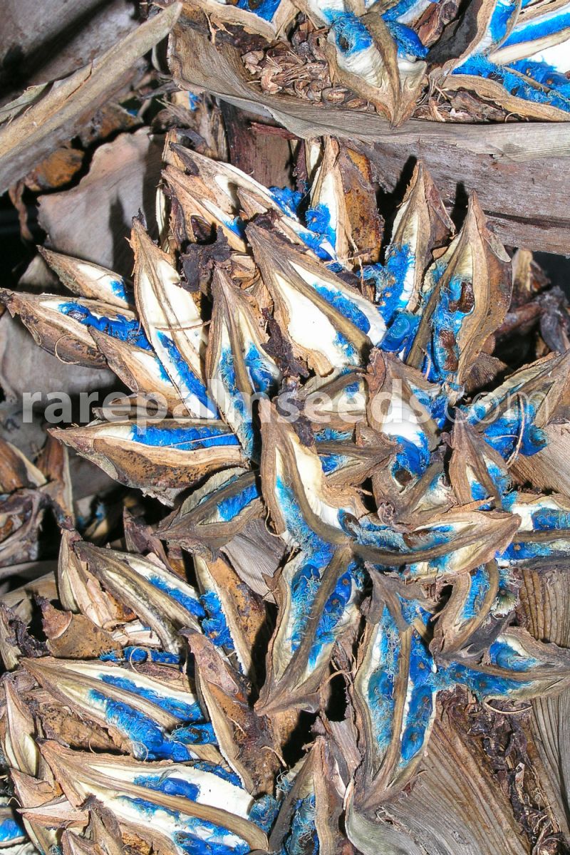 ravenala-madagascariensis-10900315_0_3_800x1600_38f67.jpg
