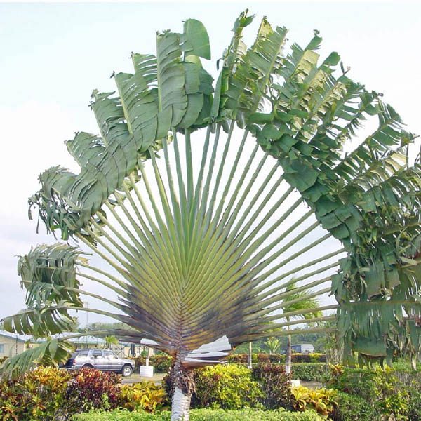 ravenala-travelers-palm.jpg