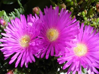 rayito_de_sol_2006-10-06.JPG