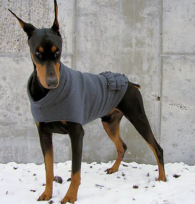 Raza+perro+Dobermann+2.jpg
