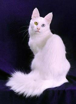 razas_comp_angora_angora.jpg