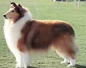 razas_ppal_collie_1.jpg