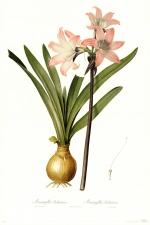 RB2109~Amaryllis-Belladonna-Posters.jpg