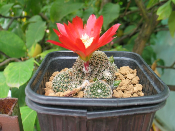 rb_albopectinata.JPG