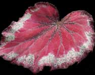 RB_Stained%20Glass%28wos%29.jpg