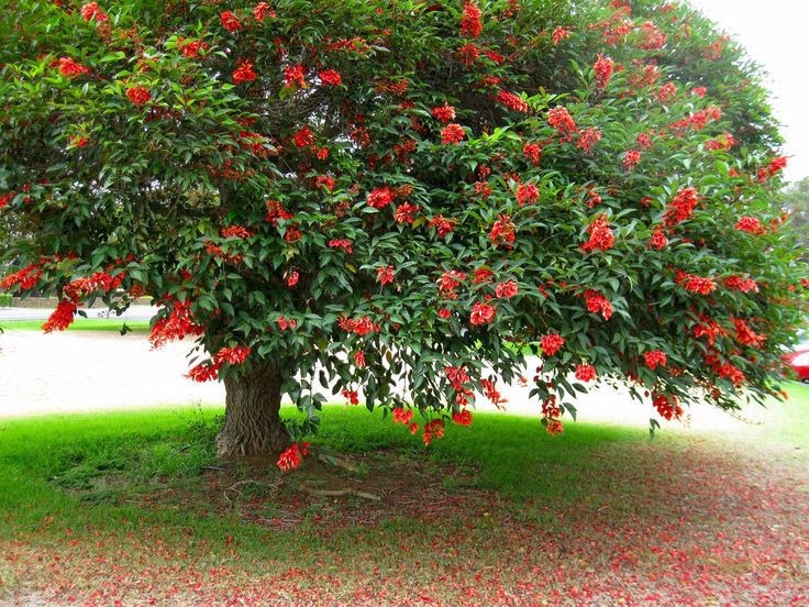 rbol-ceibo-flor-nacional-en-maceta-3-lts-cultivo-organico-D_NQ_NP_975658-MLA26116610385_102017-F.jpg