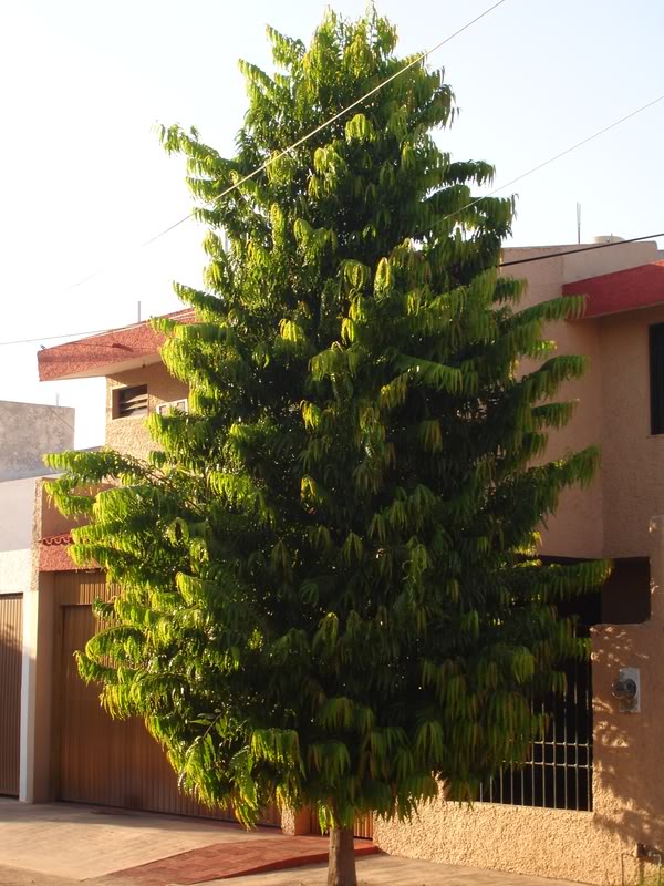 rbol1.jpg