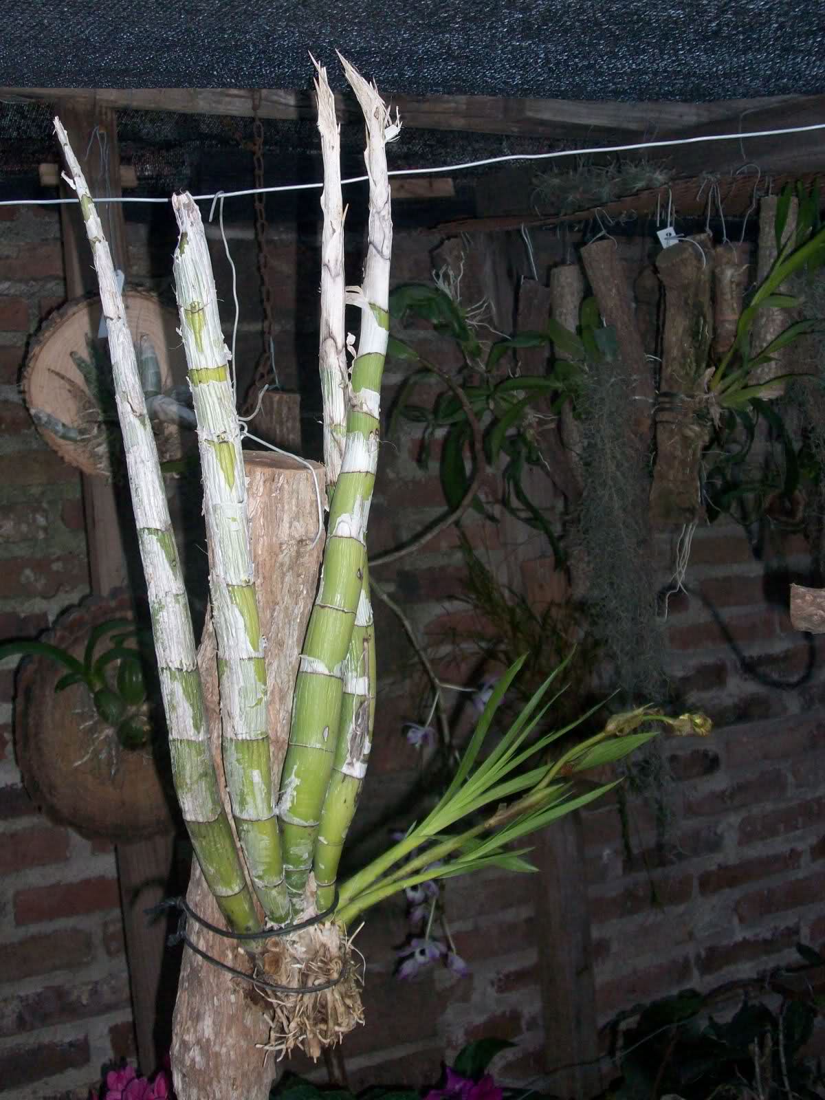 rcikjl.jpg