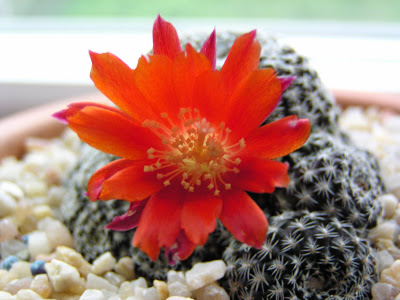 Rebuta+albopectinata+(flor).JPG