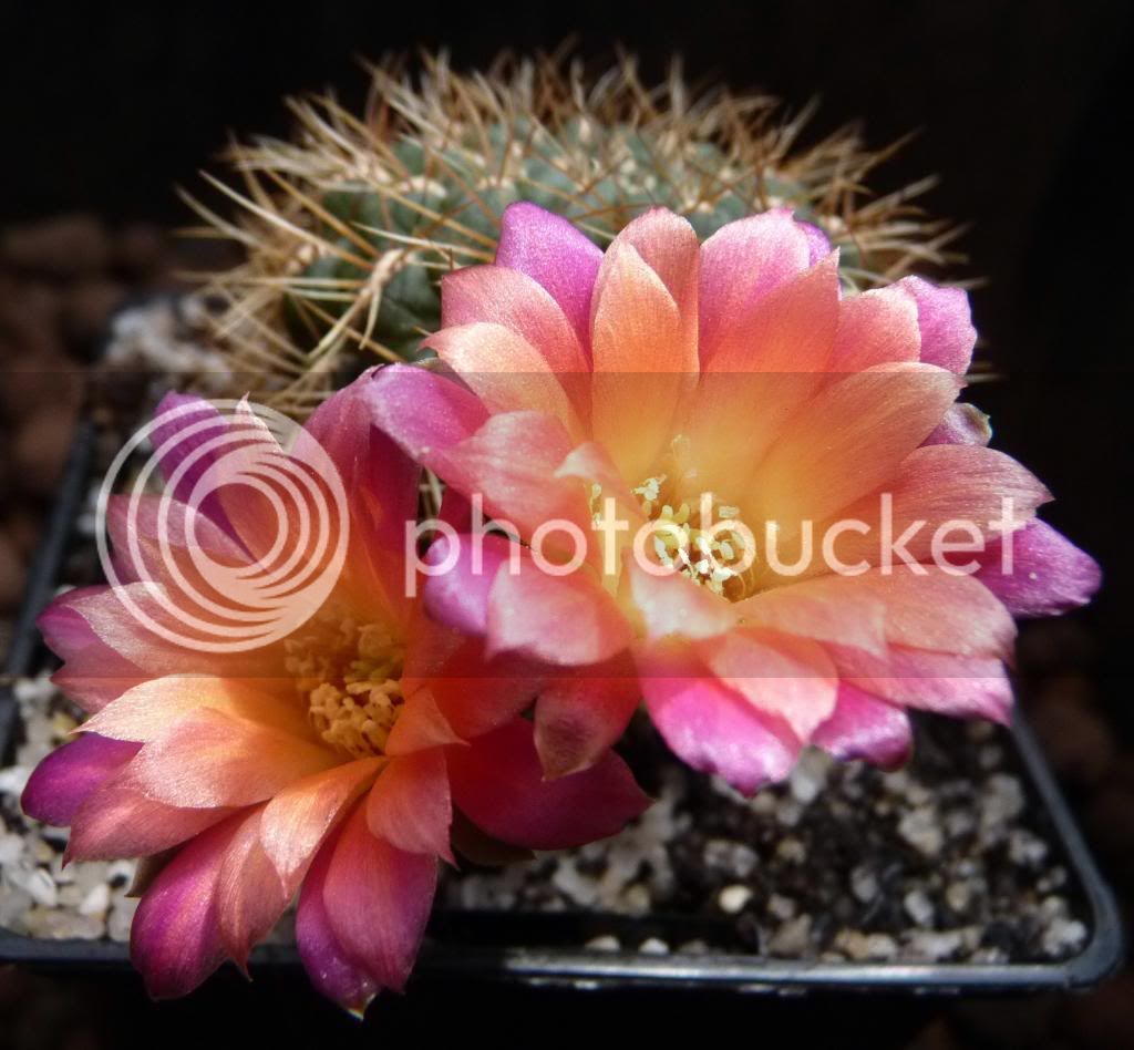 Rebutia%20cv%20Lourdes%20clon%201%2017_zpsovefql2c.jpg