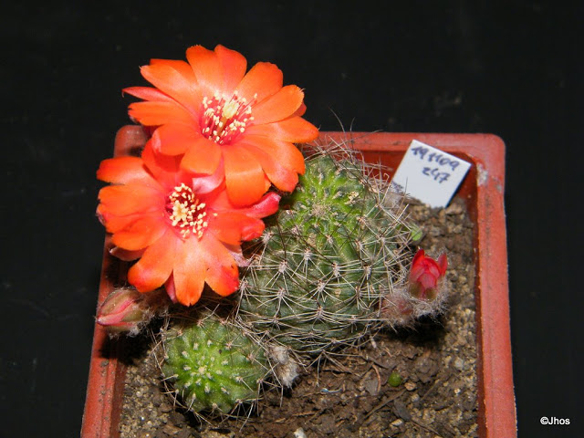 Rebutia%20Sp%20247%2020091119%20002.jpg
