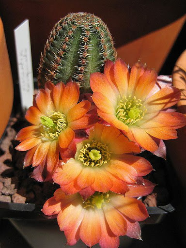 Rebutia%20torcuata.JPG