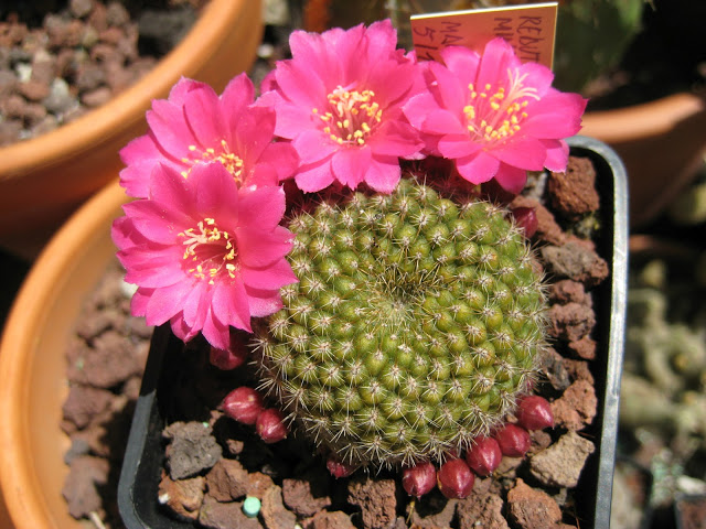 Rebutia%2520minuscula%2520.JPG