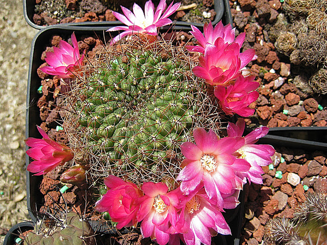 Rebutia%2520pulchra.JPG