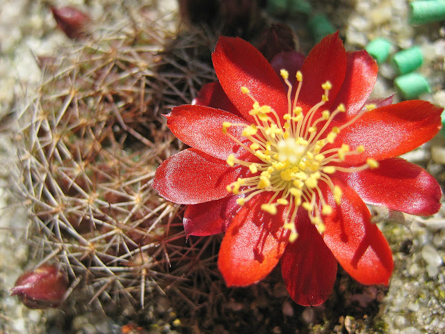 Rebutia%2520spegazziniana%2520atroviridis.jpg