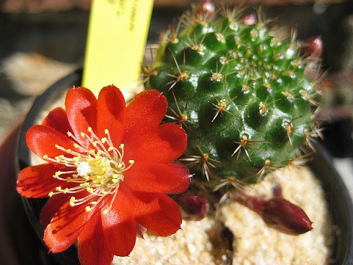 Rebutia%252520spegazziniana%252520atroviridis.JPG