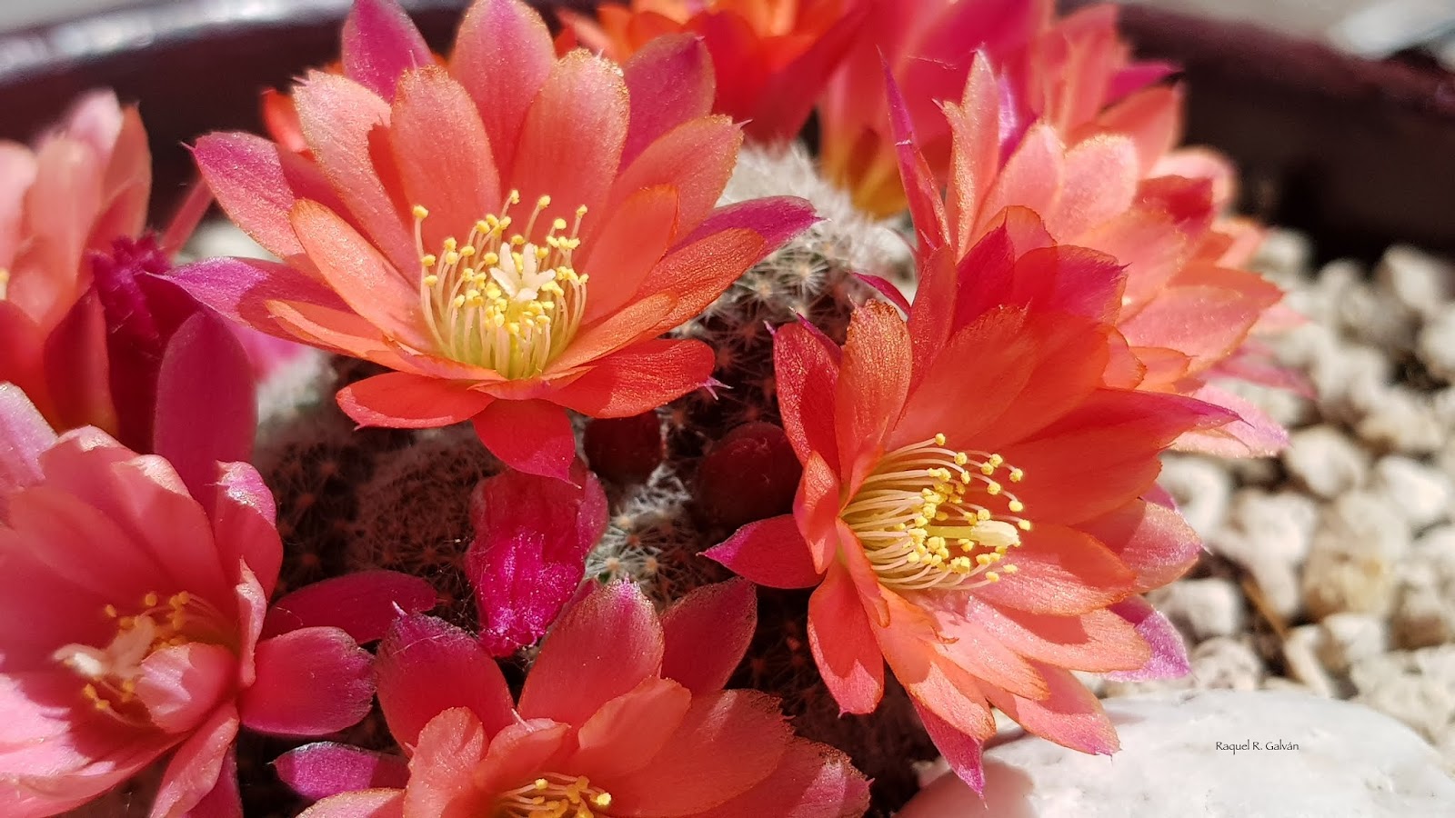 Rebutia%2Bcv%2BJune%2Bdetalle.jpg