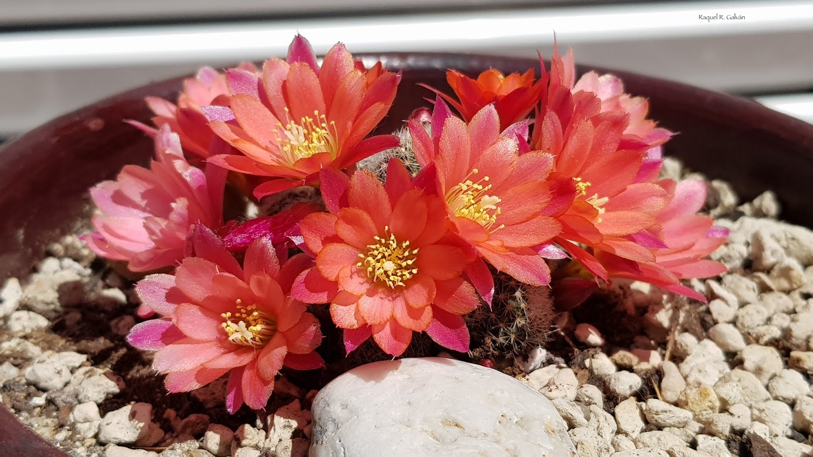 Rebutia%2Bcv%2BJune%2Bgeneral.jpg