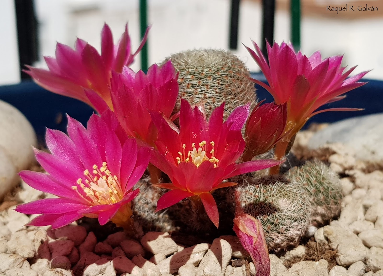 Rebutia%2Bdark%2Bmaiden%2B0.jpg