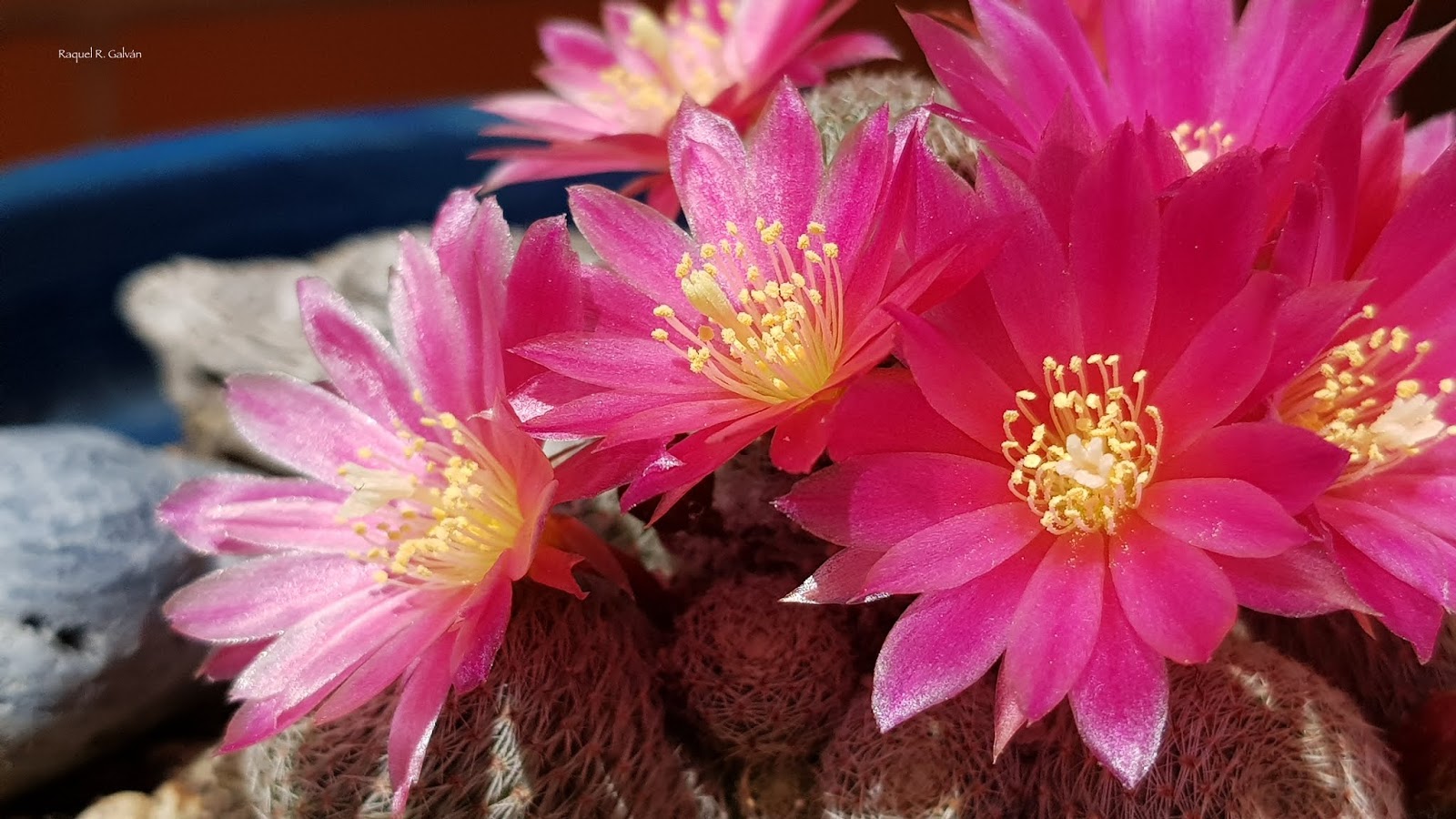Rebutia%2Bdark%2Bmaiden%2Bflores.jpg