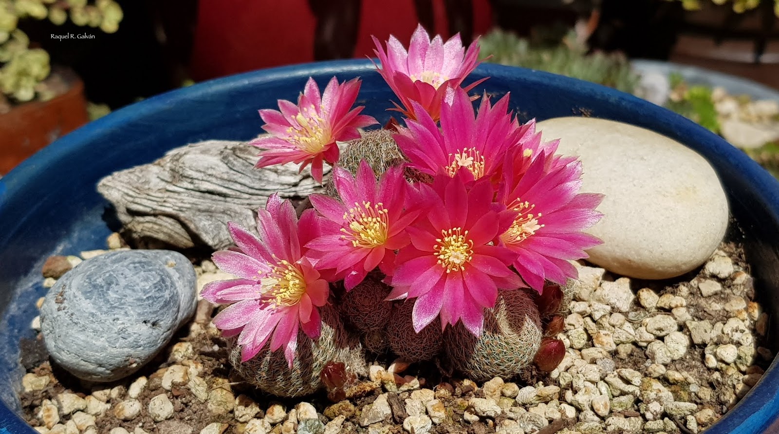 Rebutia%2BDark%2BMaiden%2Bgeneral.jpg