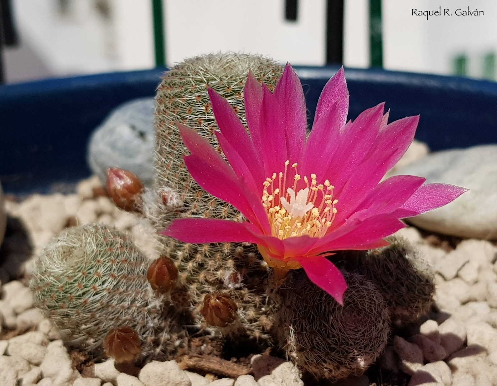 Rebutia%2Bdark%2Bmaiden.jpg