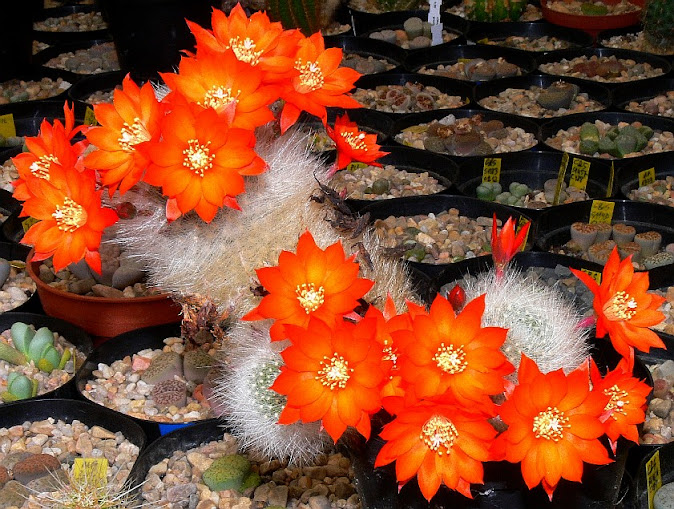 Rebutia%2Bfiebrigii%2Balbipilosa.jpg
