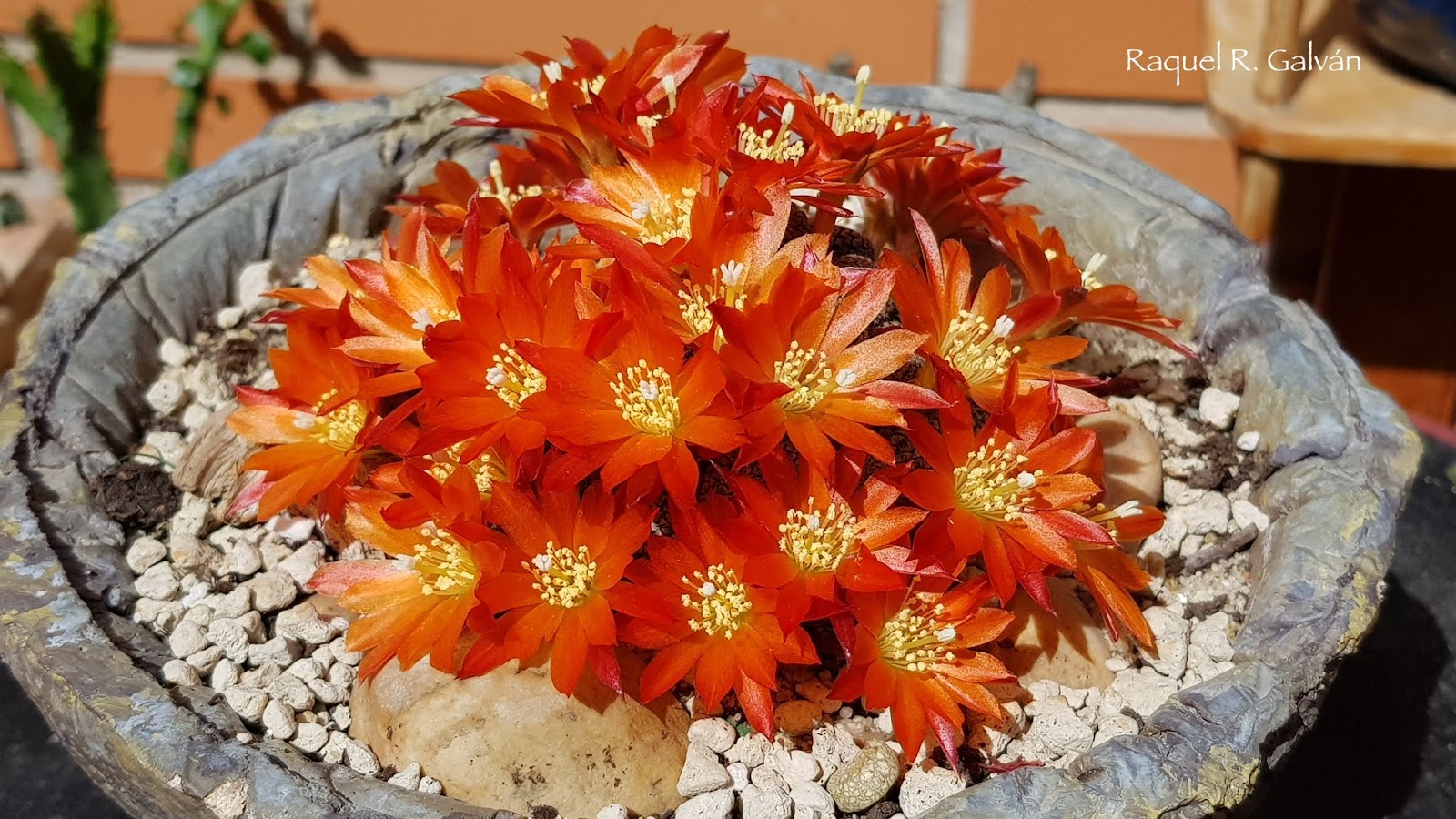 Rebutia%2Bheliosa%2Bclon1.2.jpg