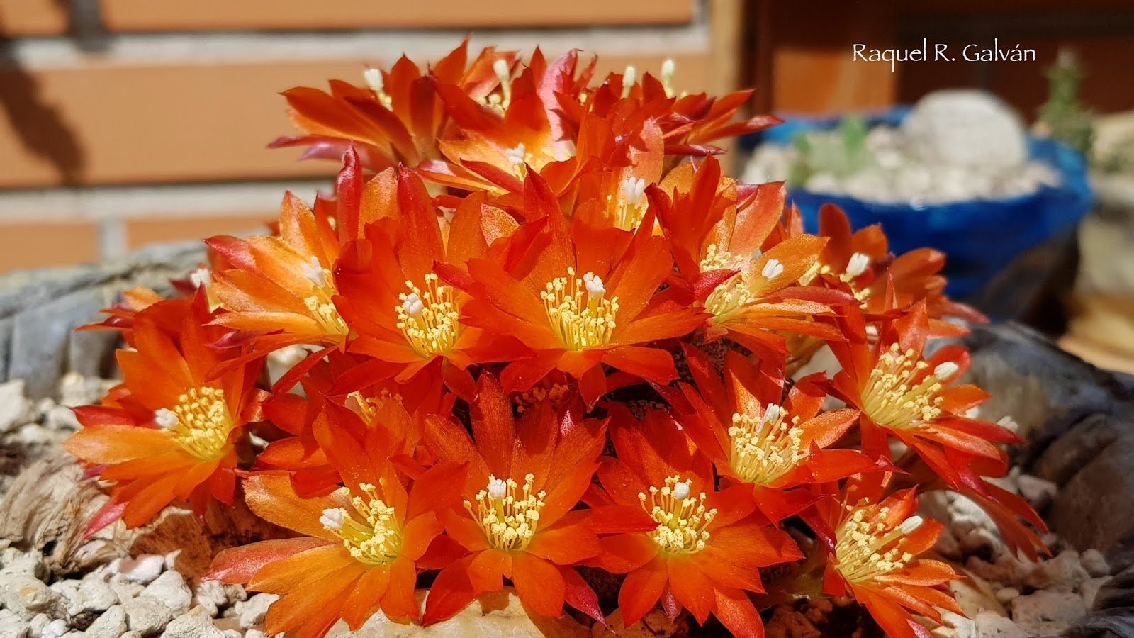 Rebutia%2Bheliosa%2Bclon1.3.jpg