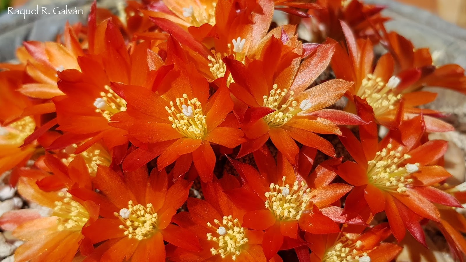 Rebutia%2Bheliosa%2Bclon1.7.jpg