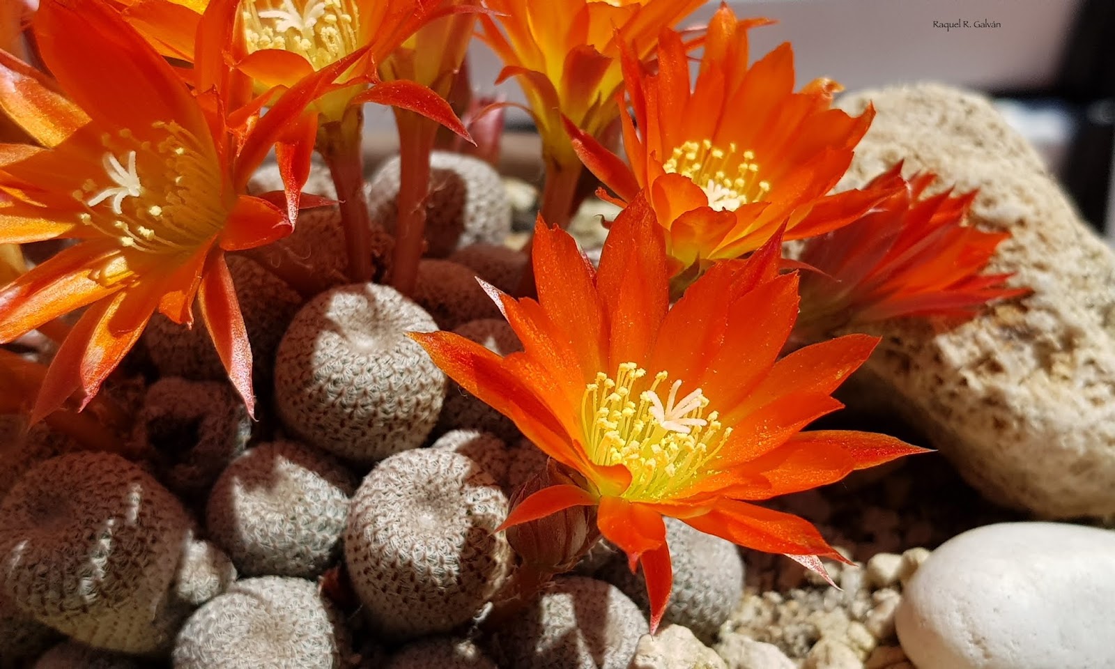 Rebutia%2Bheliosa%2Bcopia%2Brecortada.jpg