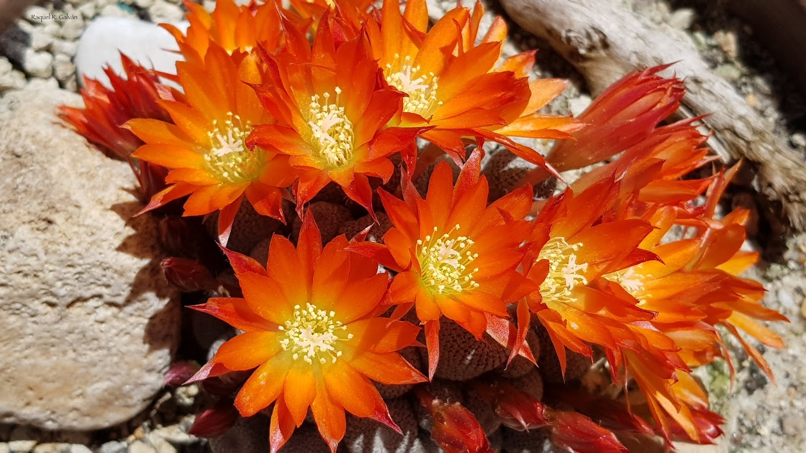 Rebutia%2Bheliosa%2Bllamas%2B2.jpg