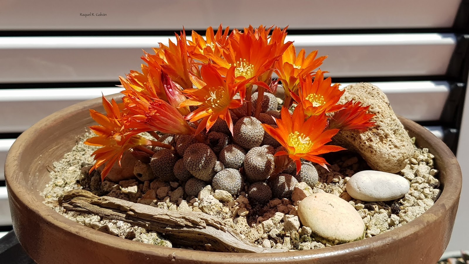Rebutia%2Bheliosa.jpg