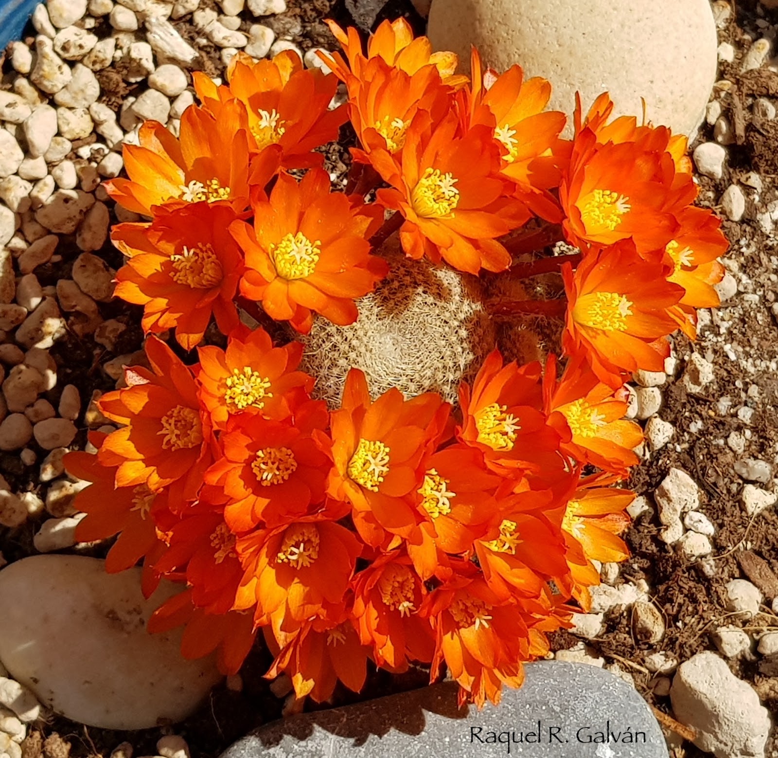 rebutia%2Bhell%2Bbells%2B0.jpg