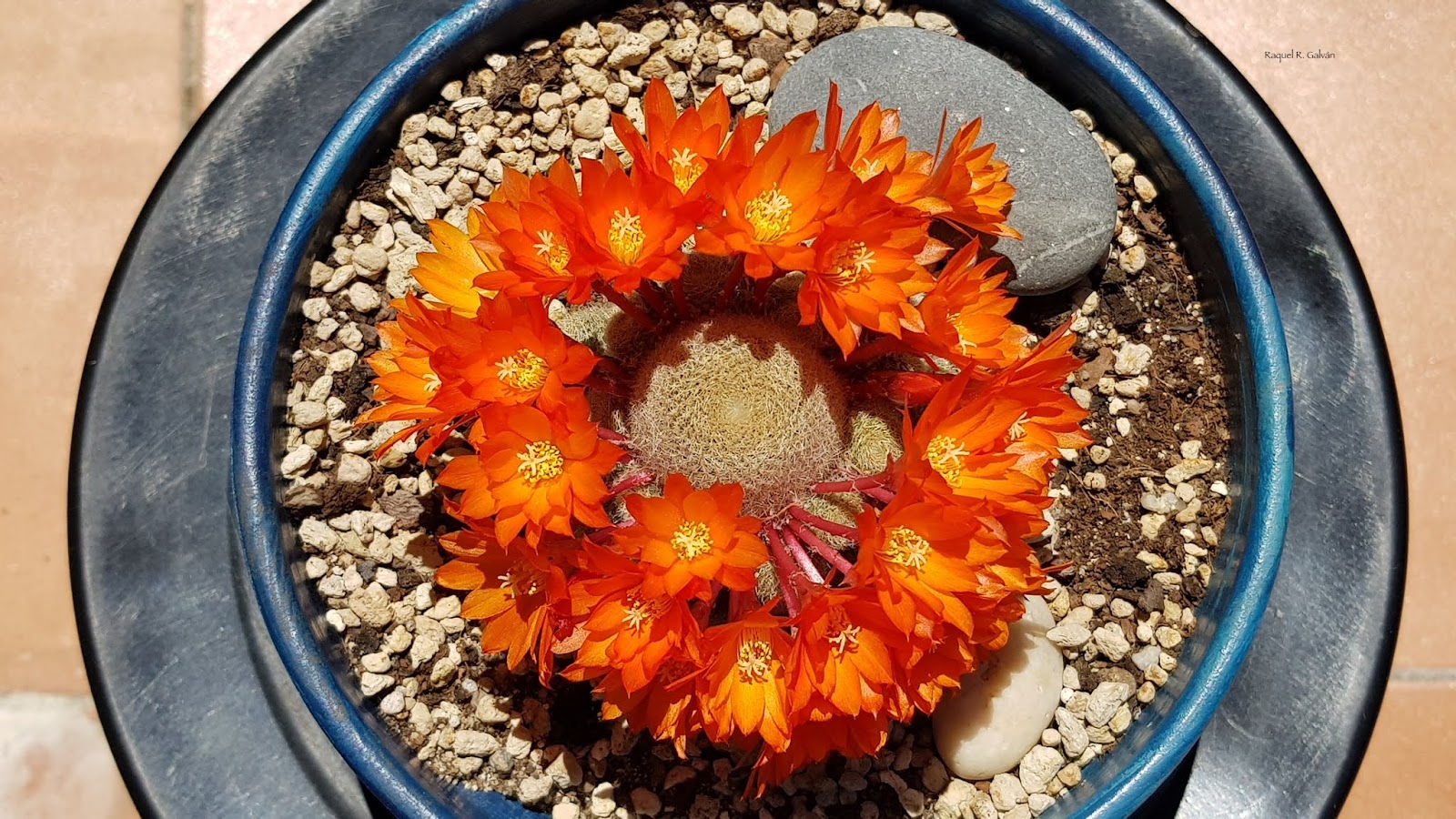 Rebutia%2Bhell%2Bbells%2Bcenital.jpg