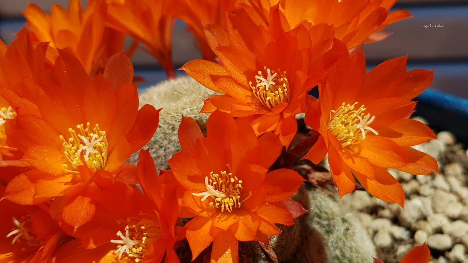 Rebutia%2Bhell%2Bbells%2Bdetalle%2Bflores.jpg